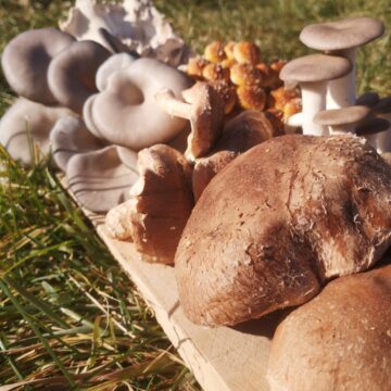 Mushroom medley