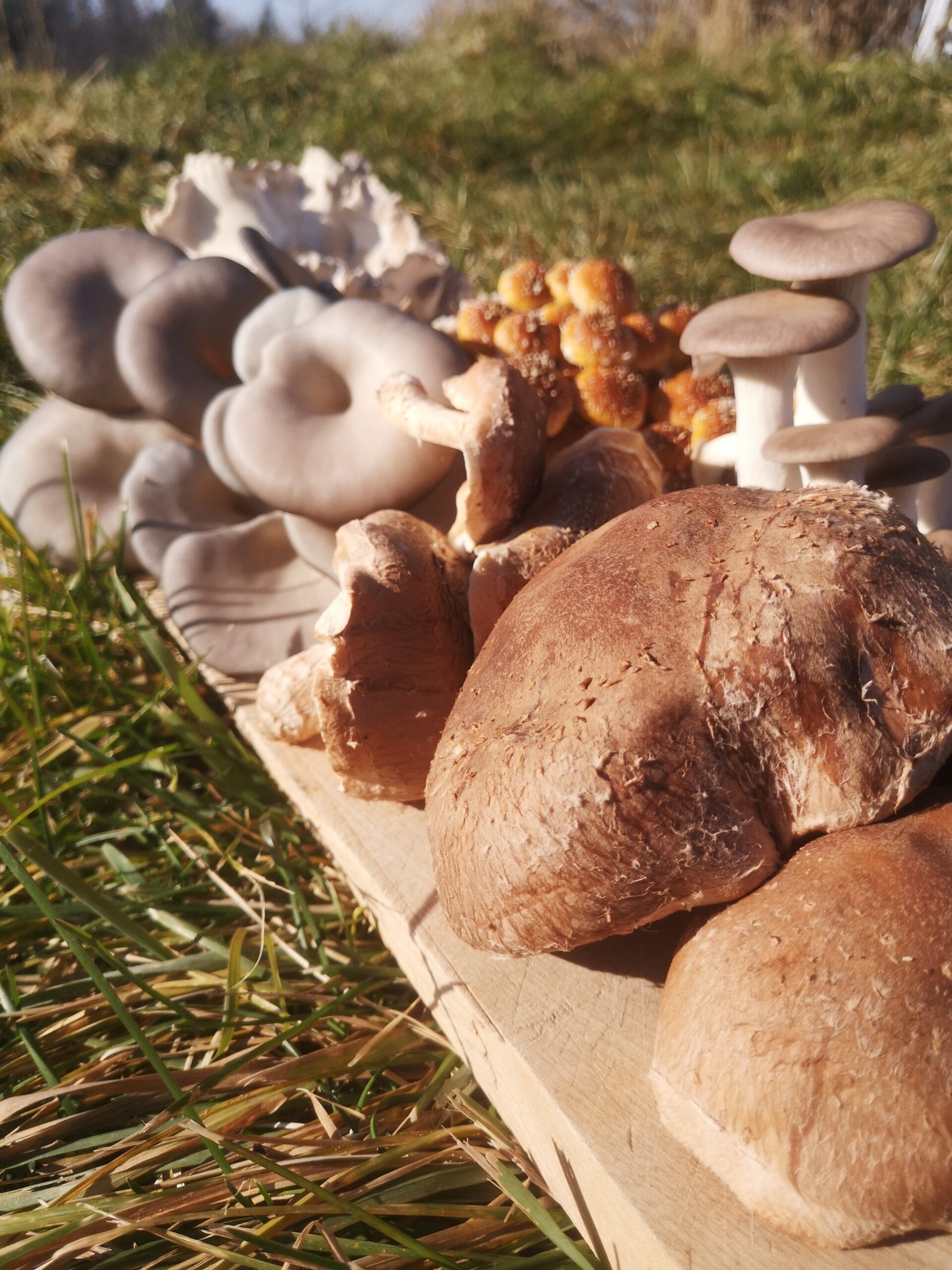 Mushroom medley