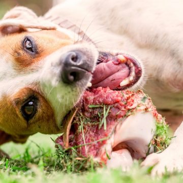 Pet Food | Grass-Fed Bison Trimmings (no bones)