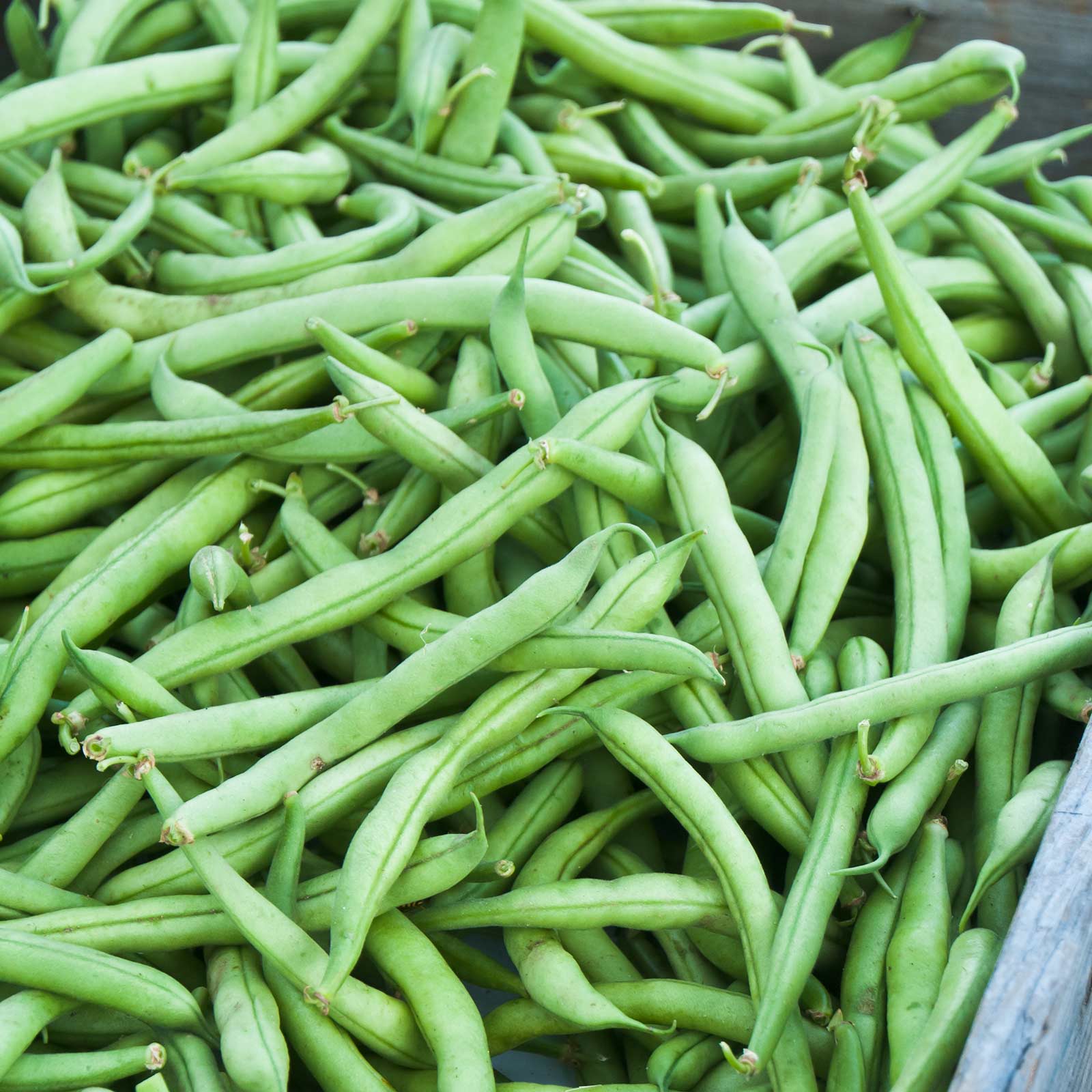 Organic Seed - Provider Bush Bean - Image 2