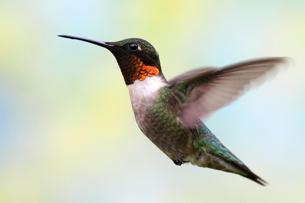 For the Birds Wildflower Seed Collection