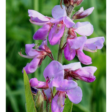 Canada Tick Trefoil Seeds