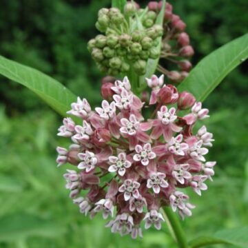Common Milkweed Seeds