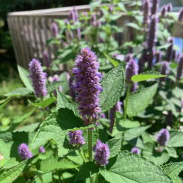 Easy To Grow Wildflower Seed Collection