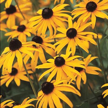 Black-Eyed Susans Seeds