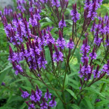 Blue Vervain Seeds