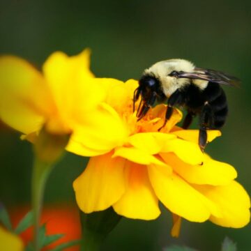 For the Bees Wildflower Seed Collection