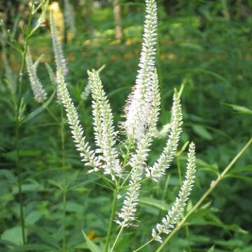 Culver's Root Seeds