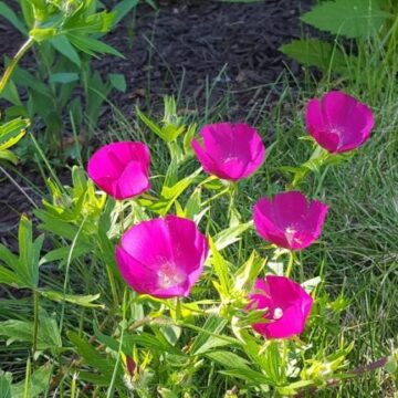 Fringed Poppy Mallow Seeds