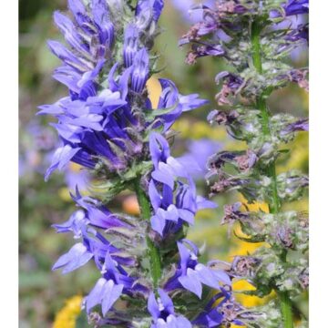 Great Blue Lobelia Seeds