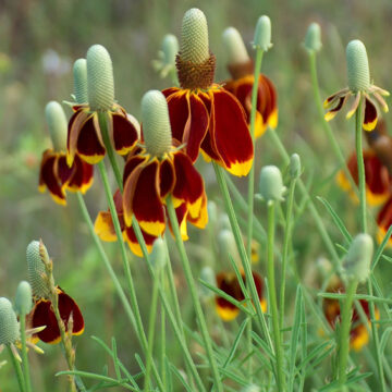 Prairie Coneflower Seeds