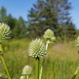 Rattlesnake Master Seeds