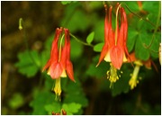 Wild Columbine Seeds