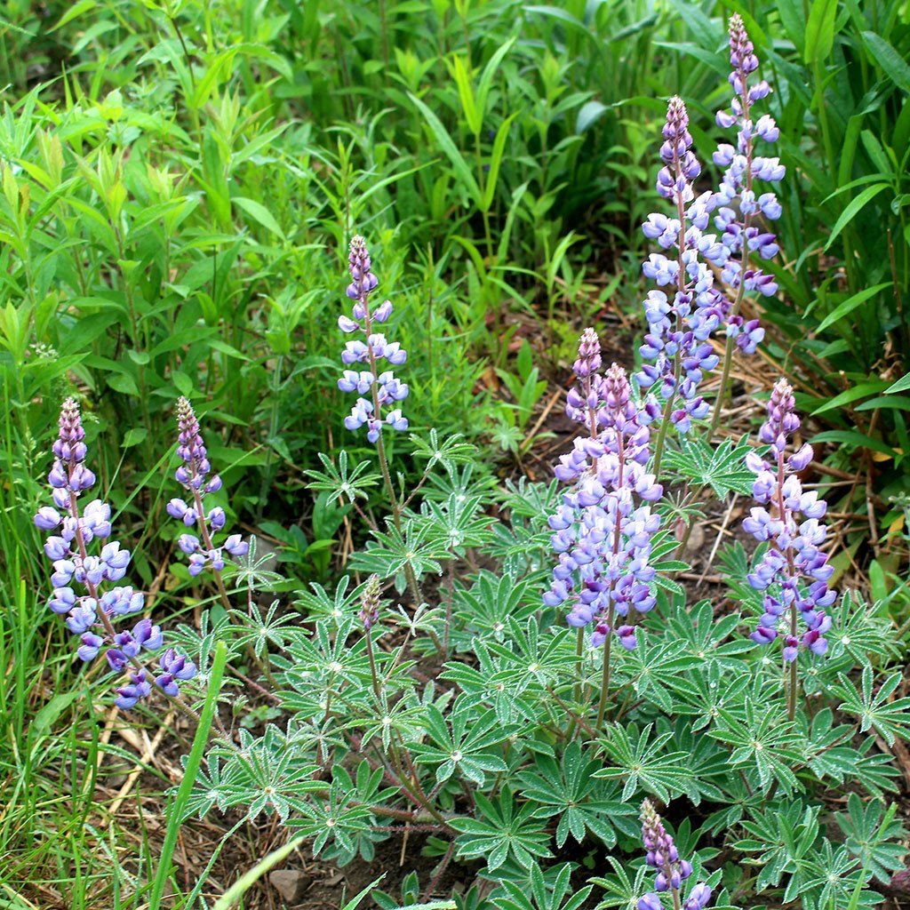 Soil Amendment Seed Wildflower Collection - Image 3
