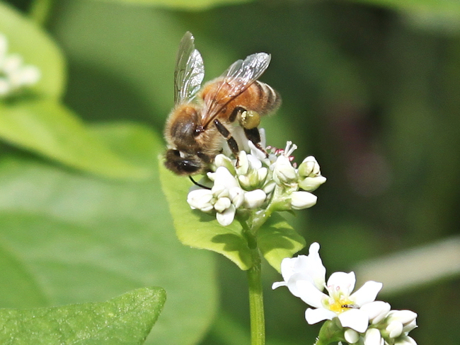 Buckwheat Honey (Unpasteurized) - Image 2