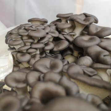 Oyster mushroom