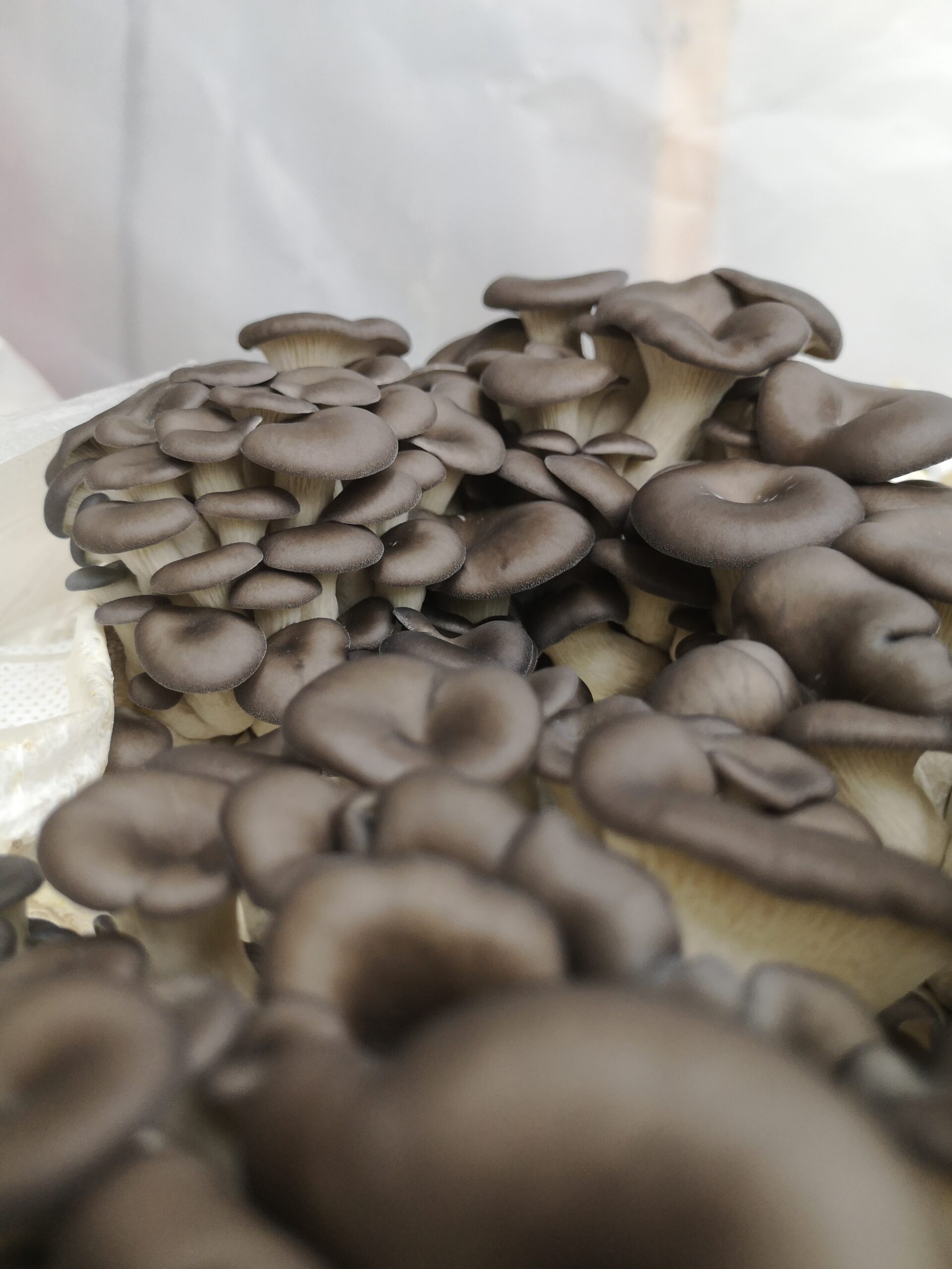 Oyster mushroom