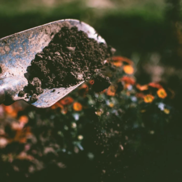 Soil Amendment Seed Wildflower Collection