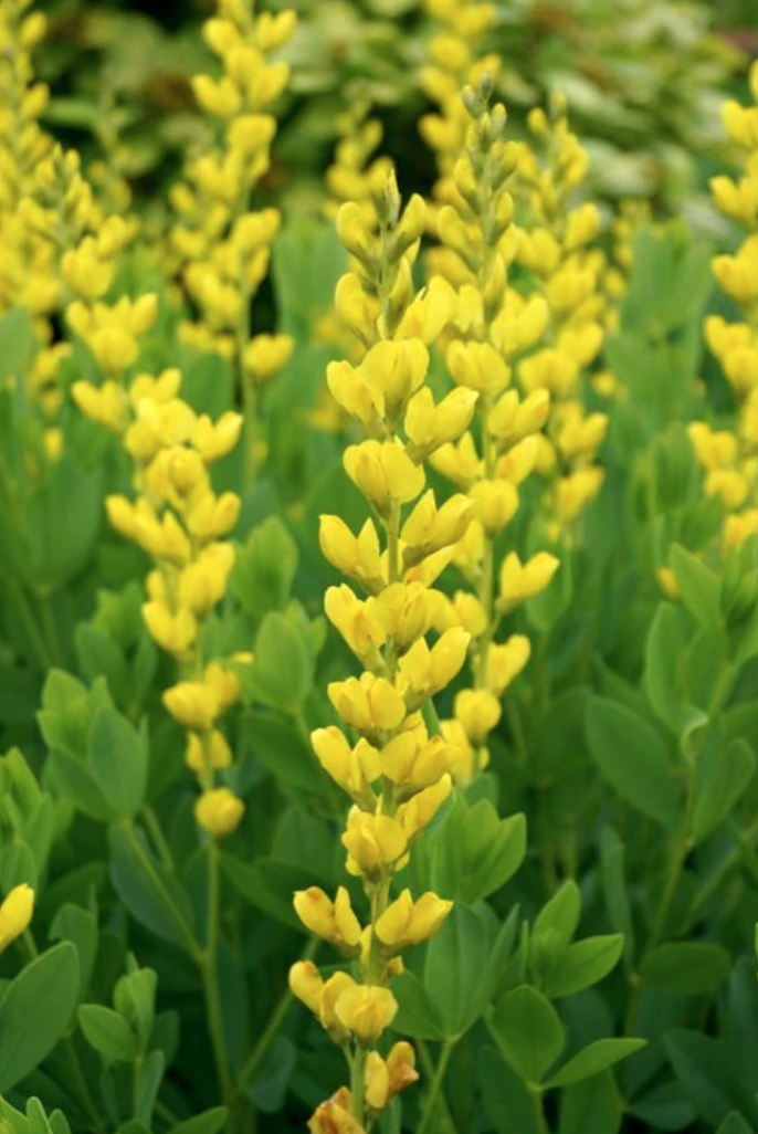 Soil Amendment Seed Wildflower Collection - Image 4
