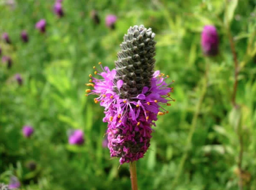 Soil Amendment Seed Wildflower Collection - Image 6