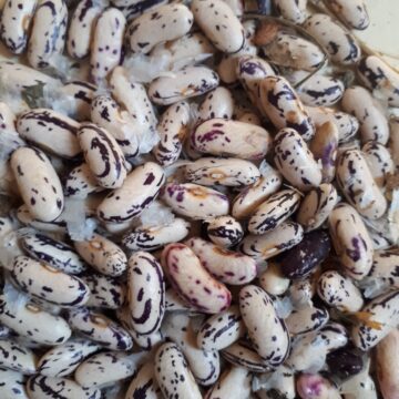 Organic Seed - Thibodeau de comte beauce