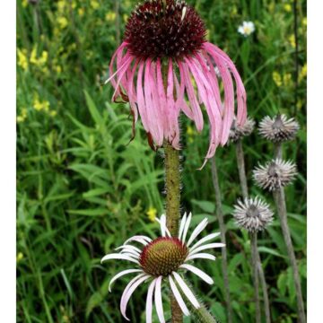 Cut Flower Seeds Collection