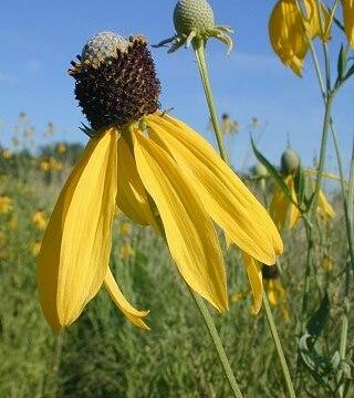 Grey-Headed Coneflower Seeds