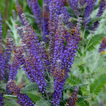 Leadplant Seed