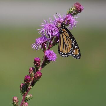 Meadow Blazingstar Seed
