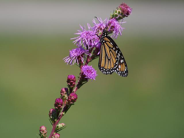 Meadow Blazingstar Seed