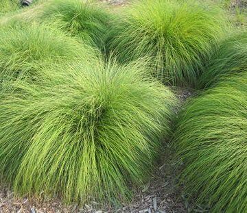 Prairie Dropseed Perennial Grass Seeds