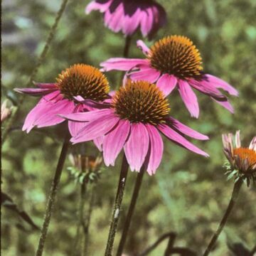 Cone Flower Seed Collection