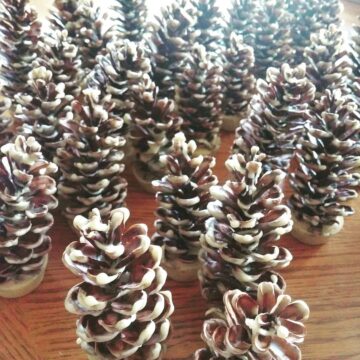 Natural Fire Starters