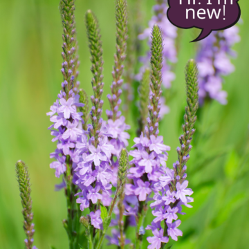 Hoary Vervain Seeds