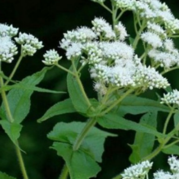 Boneset Seeds