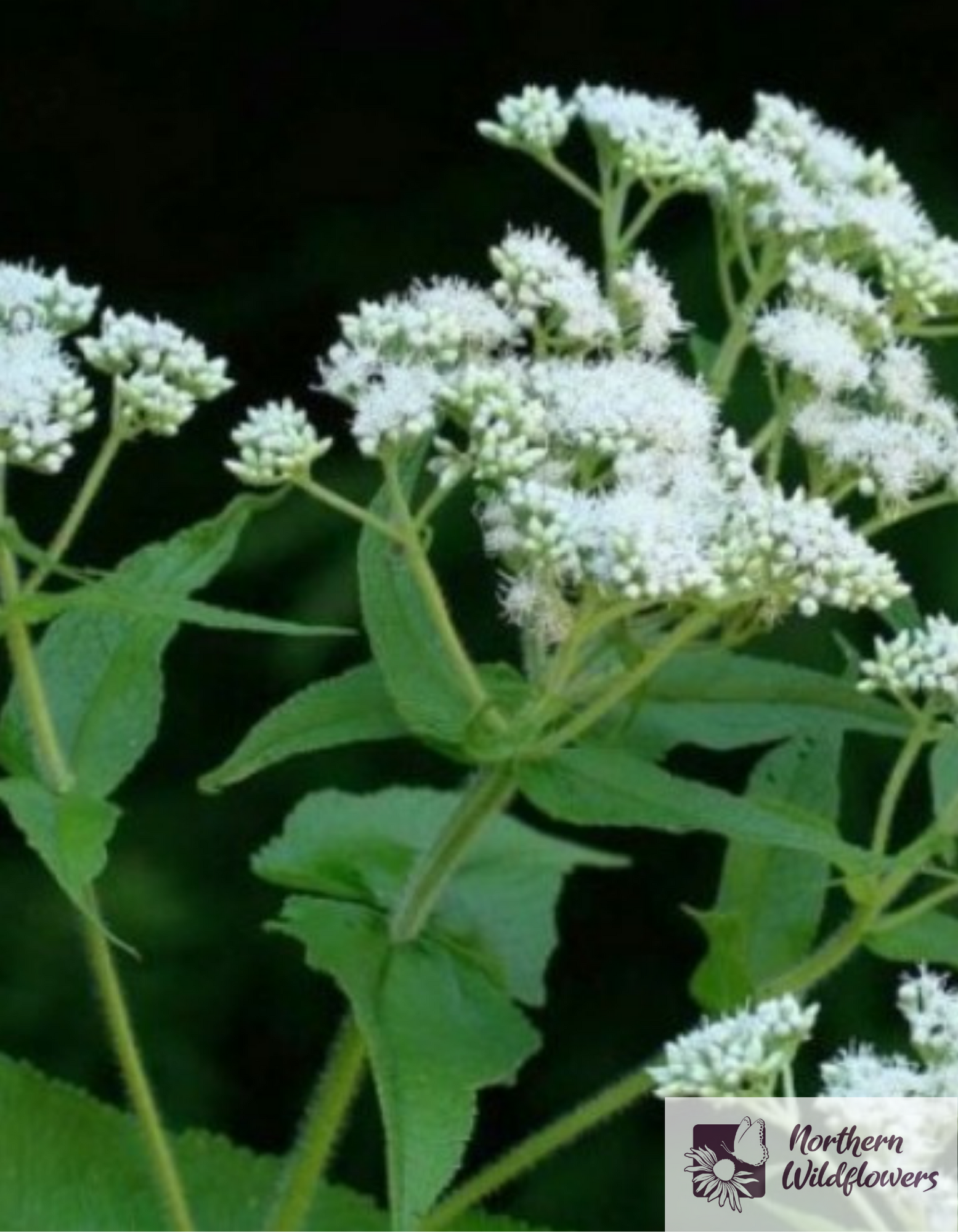 Boneset Seeds