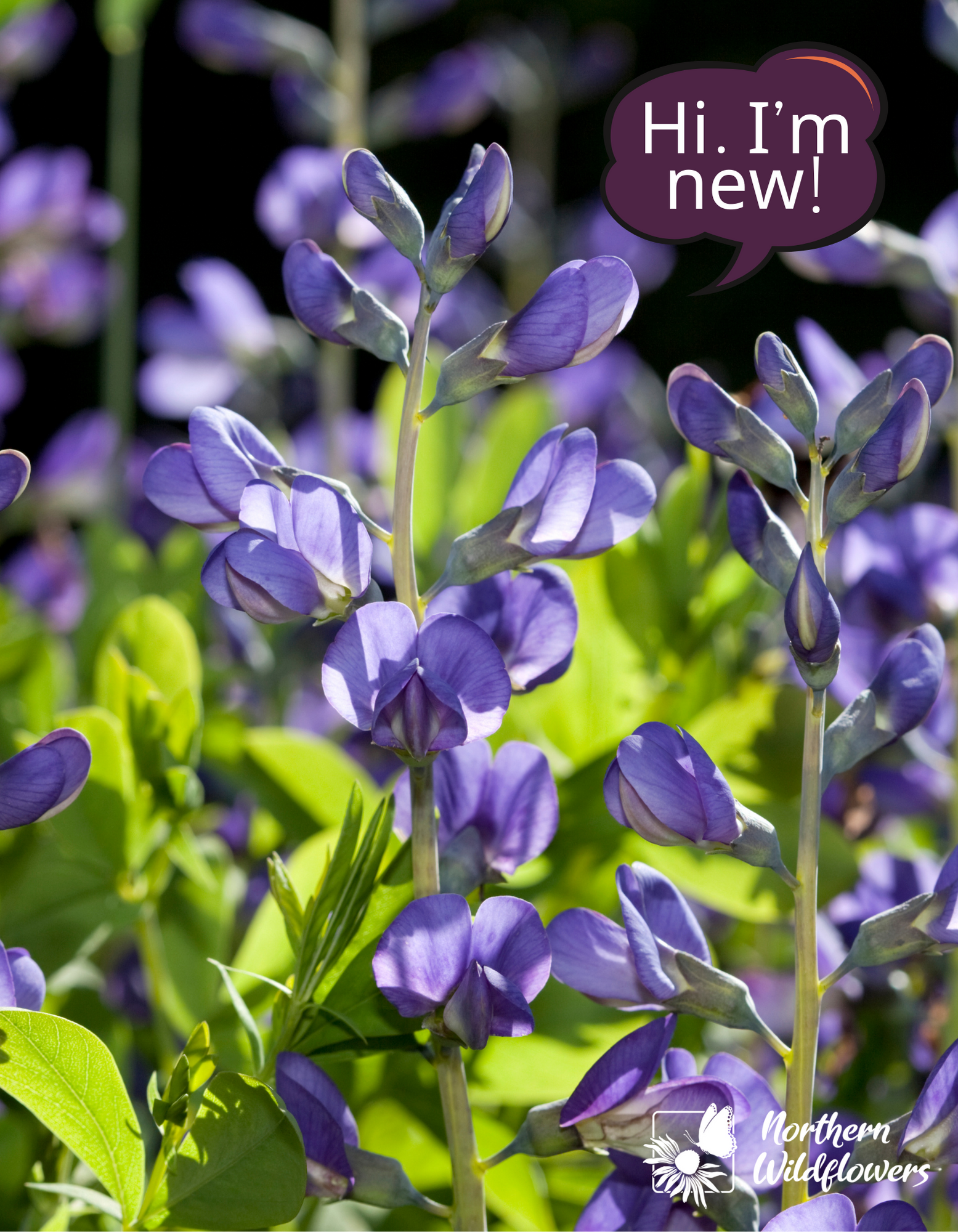 Blue Wild Indigo seeds