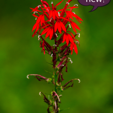 Cardinal Flower Seeds