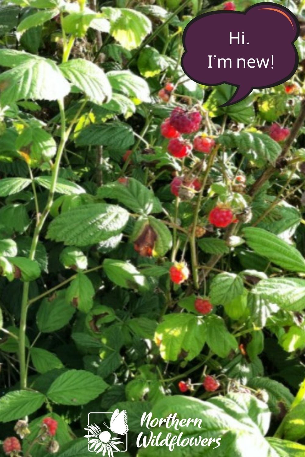 Wild raspberries Seeds - Image 4