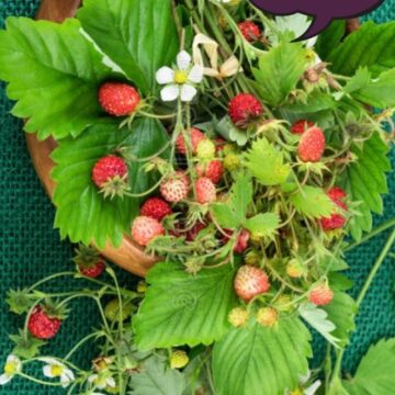 Woodland Strawberry Seeds