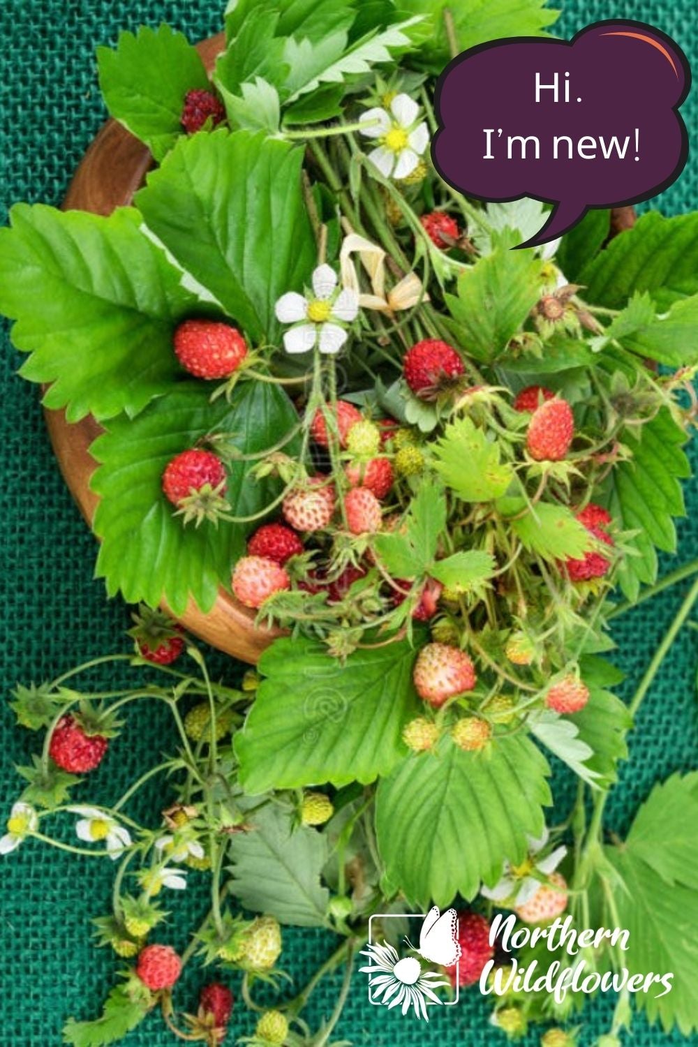 Woodland Strawberry Seeds