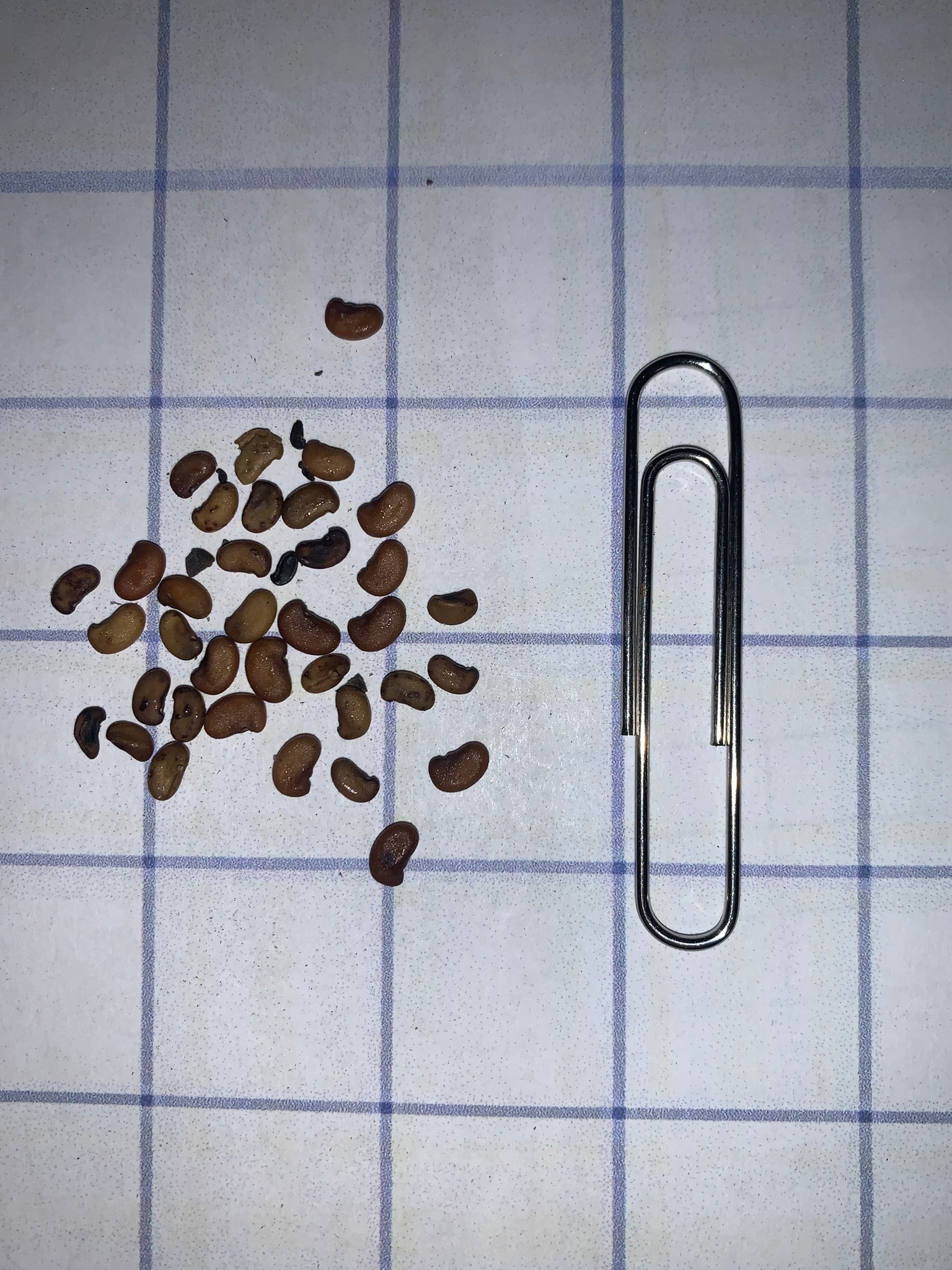 Blue Wild Indigo seeds - Image 3