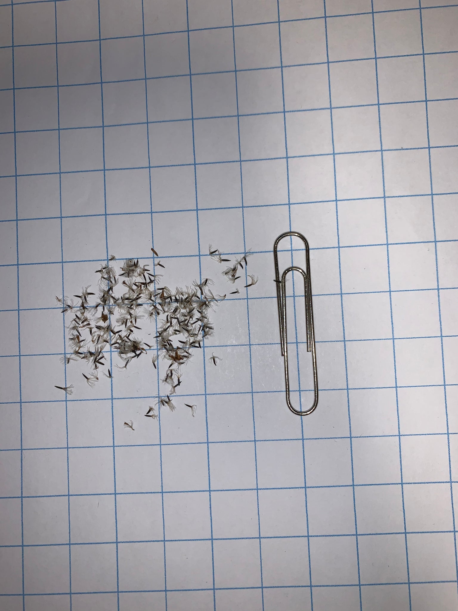 Boneset Seeds - Image 3