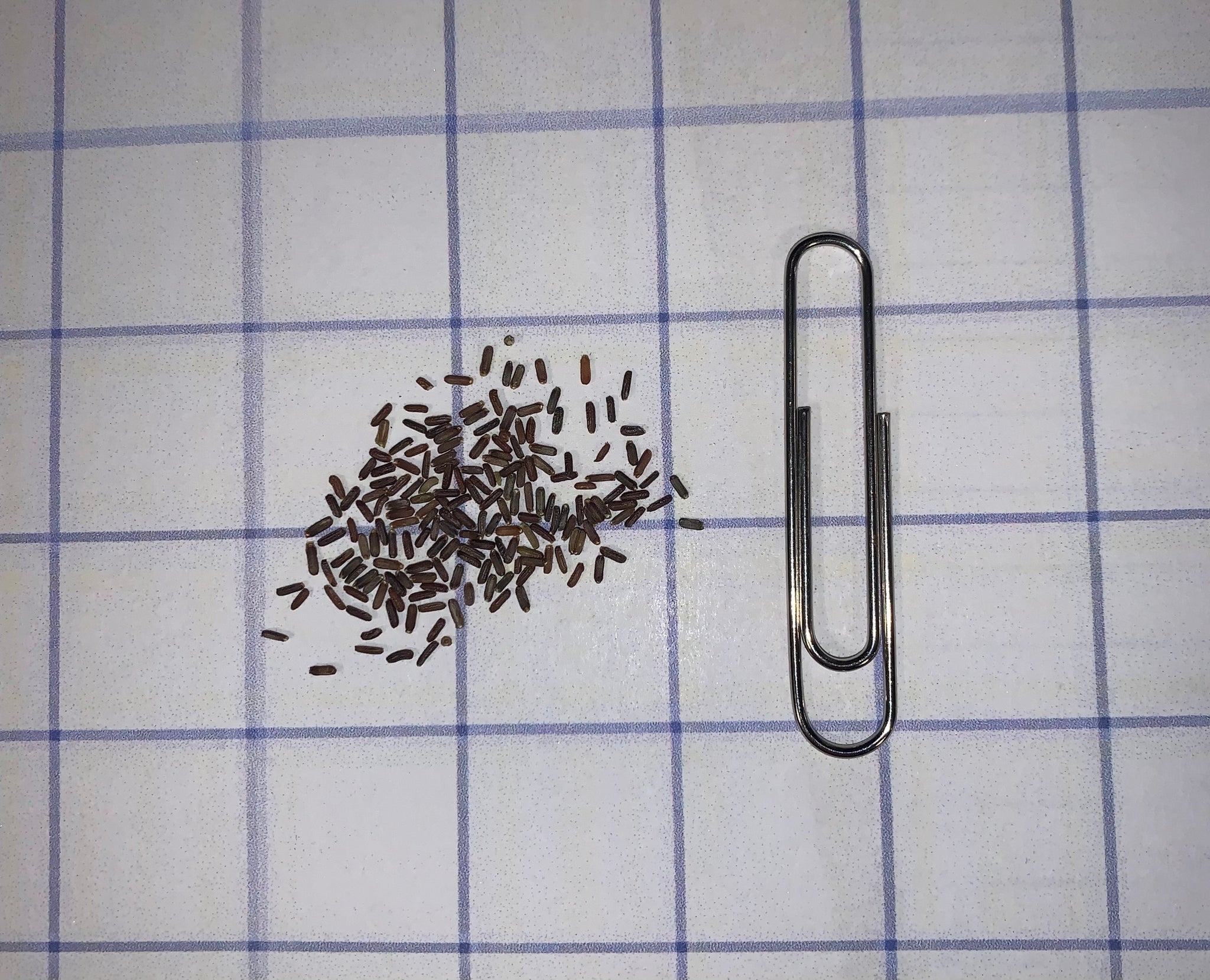 Hoary Vervain Seeds - Image 2