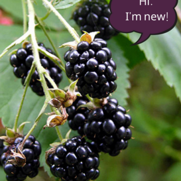 Wild Blackberry Seeds