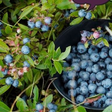Wild Lowbush Blueberry Seeds