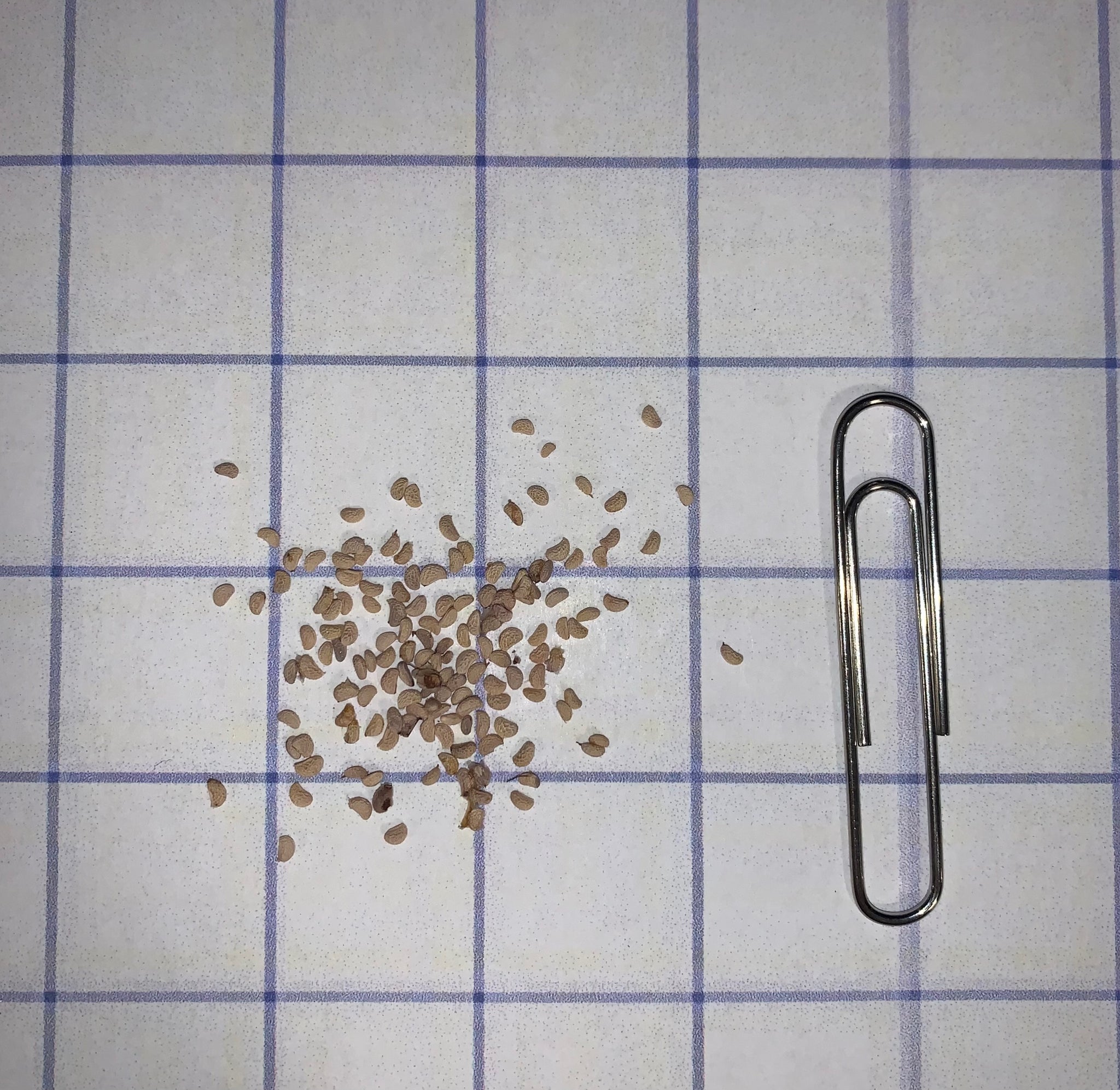 Wild raspberries Seeds - Image 2