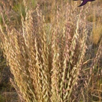 Sideoats Grama Seeds