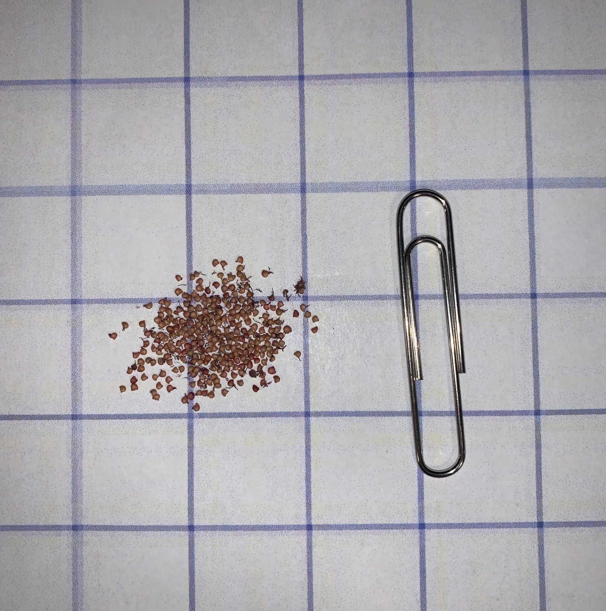 Woodland Strawberry Seeds - Image 4