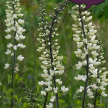 White Wild Indigo Seeds